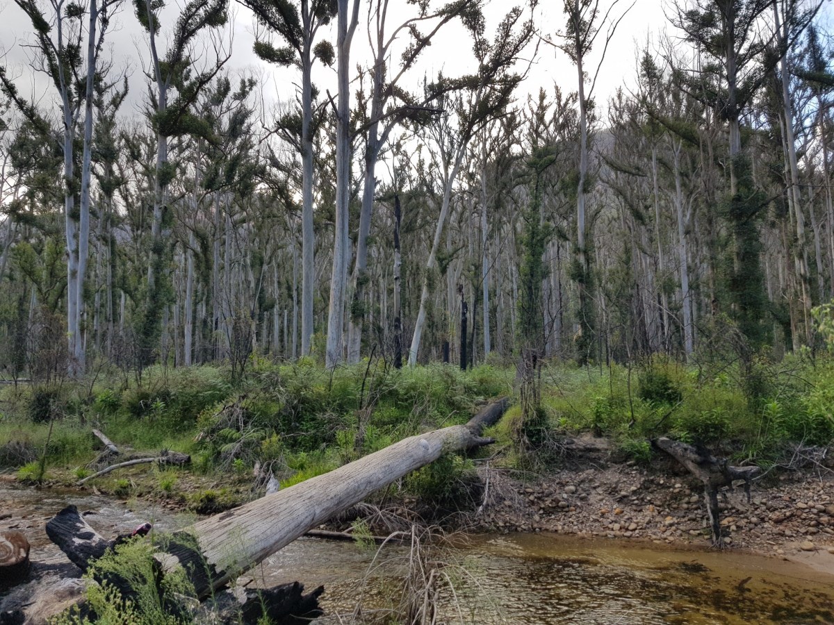 Blue Mountains, Acacia Flat – The Big Bush Basher